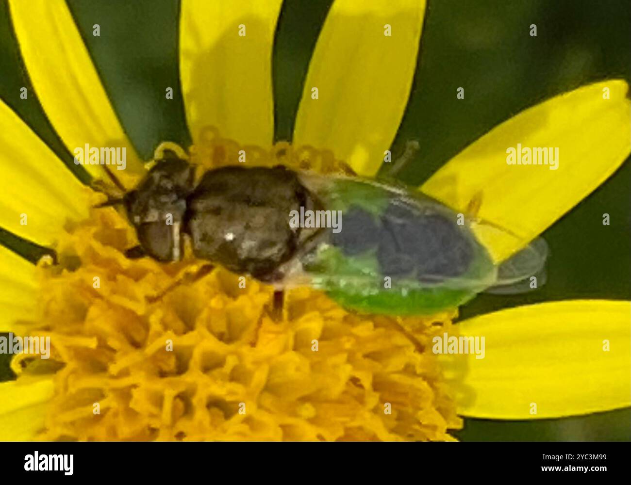 Col Insects Common Green Colonel (Oplodontha viridula) Insecta Stock Photo - Alamy
