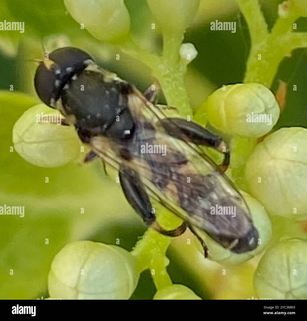 Thick-legged Hover Fly (Syritta pipiens) Insecta Stock Photo - Alamy