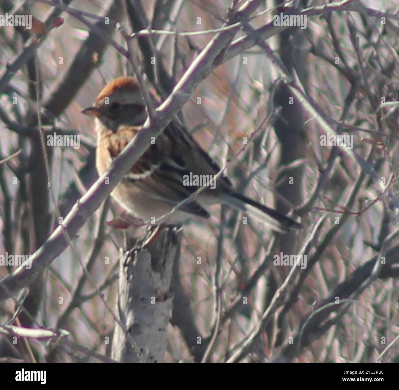 American Tree Sparrow (Spizelloides arborea) Aves Stock Photo - Alamy