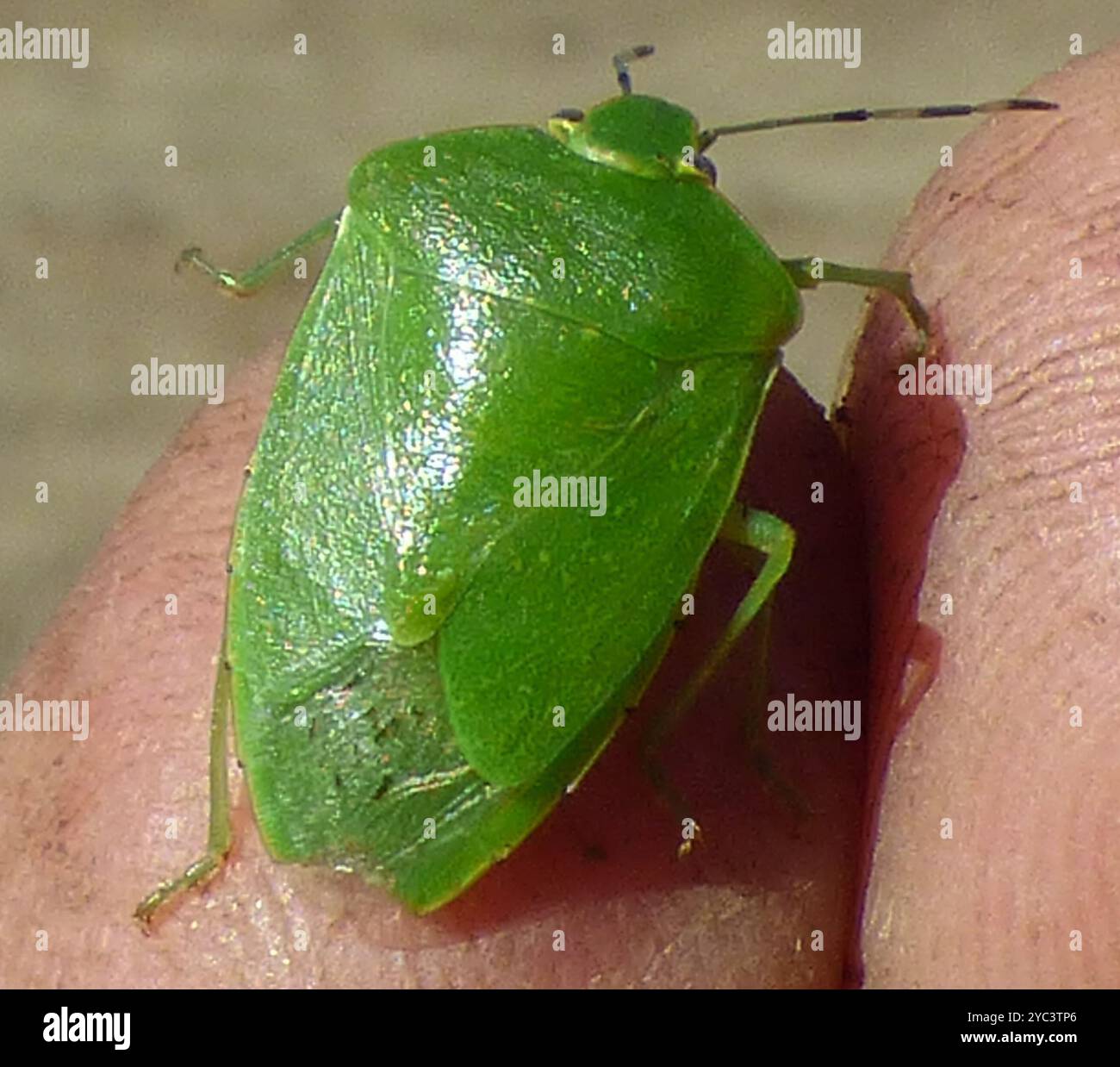 Green Stink Bug (Chinavia hilaris) Insecta Stock Photo - Alamy