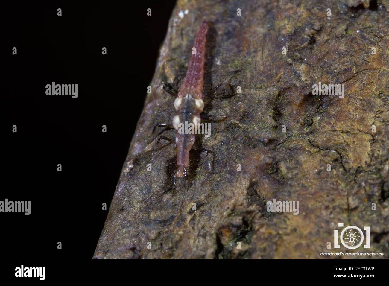 Micromus hi-res stock photography and images - Alamy
