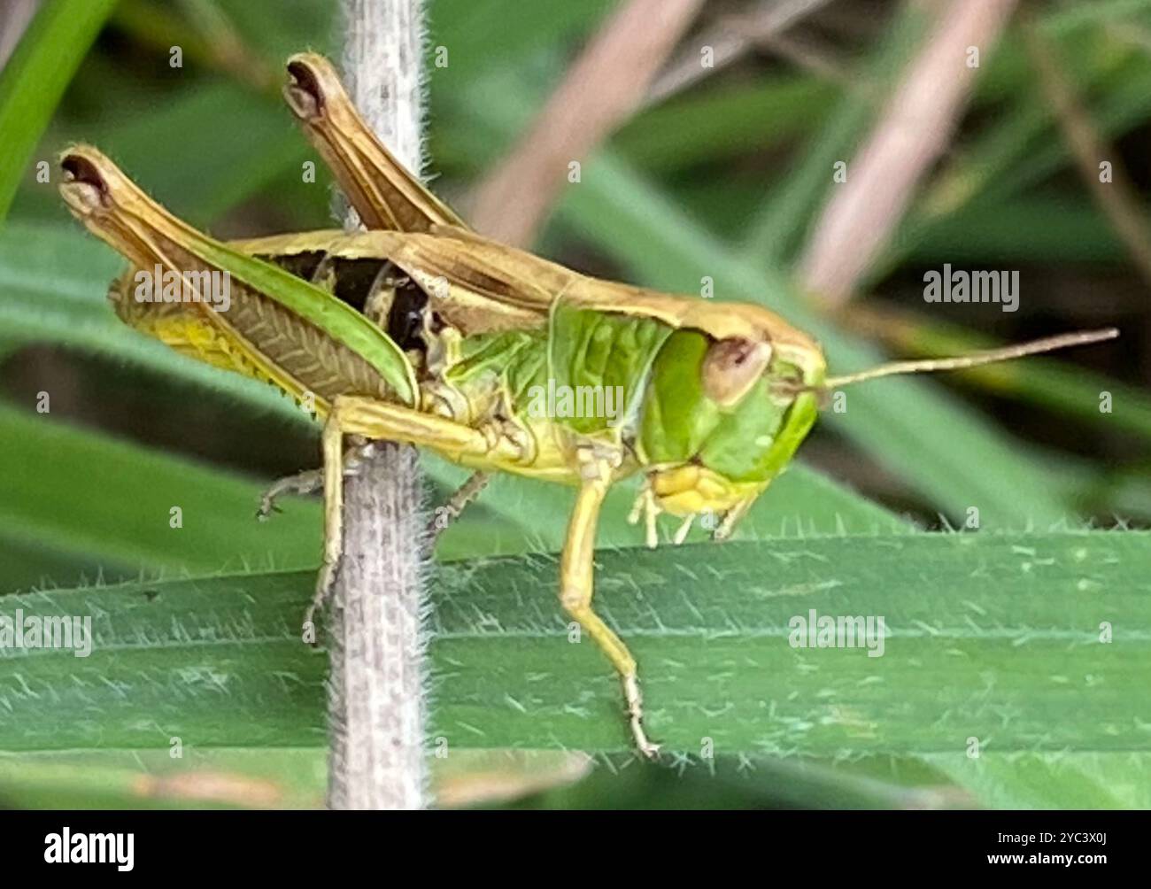 Meadow Grasshopper (Pseudochorthippus parallelus) Insecta Stock Photo ...