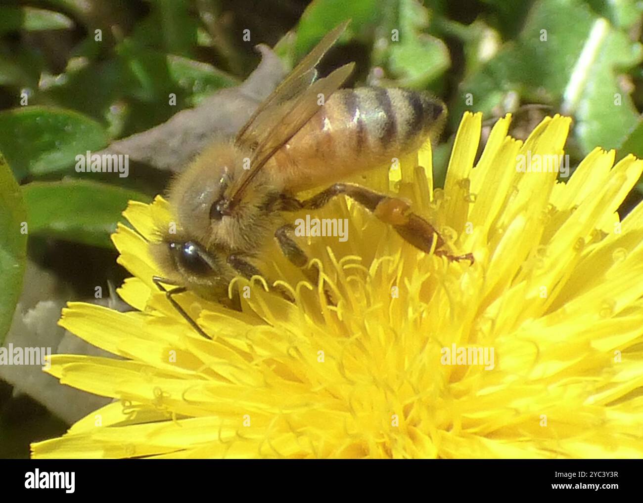 Western Honey Bee (Apis mellifera) Insecta Stock Photo - Alamy