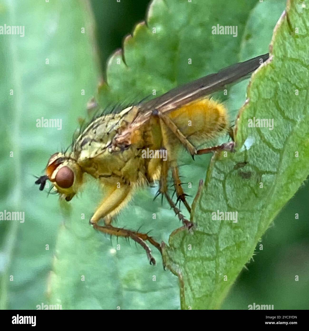 Golden Flying Insect Golden Dung Fly (Scathophaga stercoraria) Insecta Stock Photo - Alamy