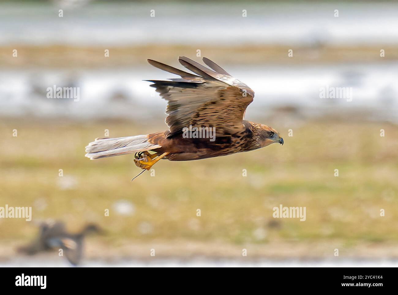 A marsh Harrier carries its prey (a mouse) Stock Photo