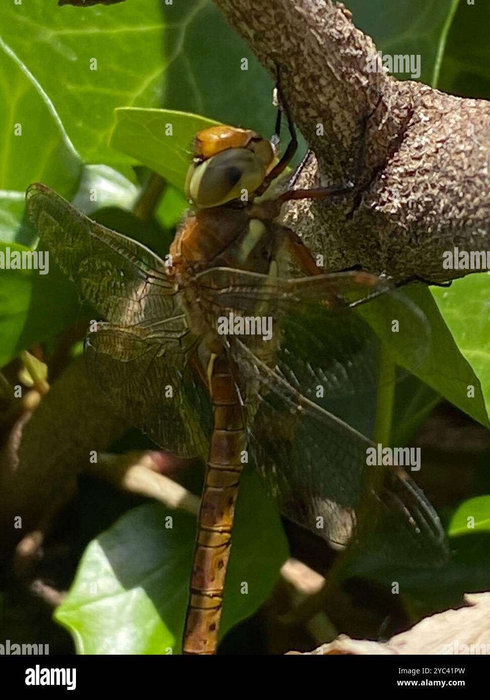 Norfolk Insects Norfolk Hawker (Isoaeschna isoceles) Insecta Stock Photo - Alamy