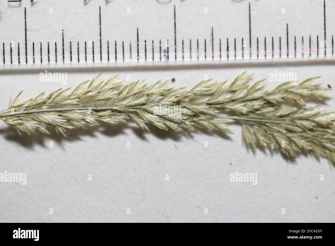 Slender Wedgescale (Sphenopholis intermedia) Plantae Stock Photo - Alamy