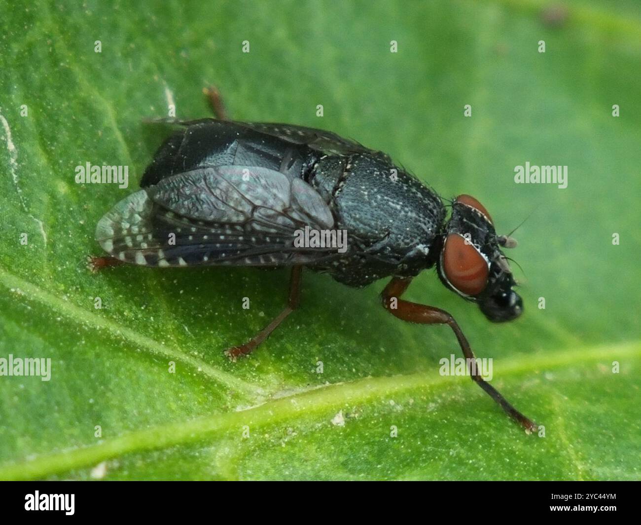 Platystoma hi-res stock photography and images - Alamy