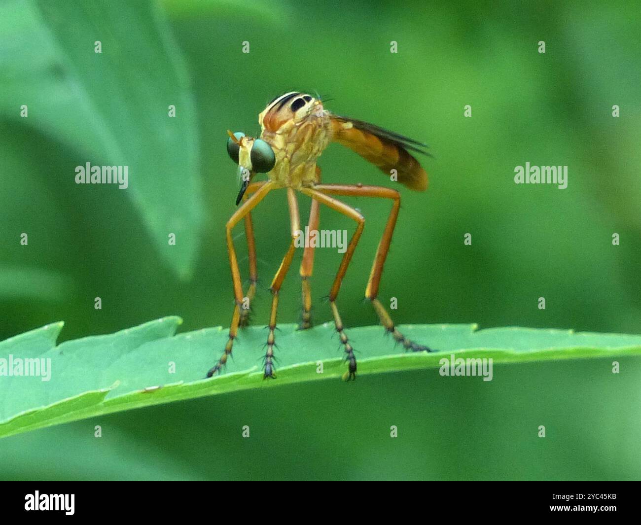 Hanging-thieves (Diogmites) Insecta Stock Photo - Alamy