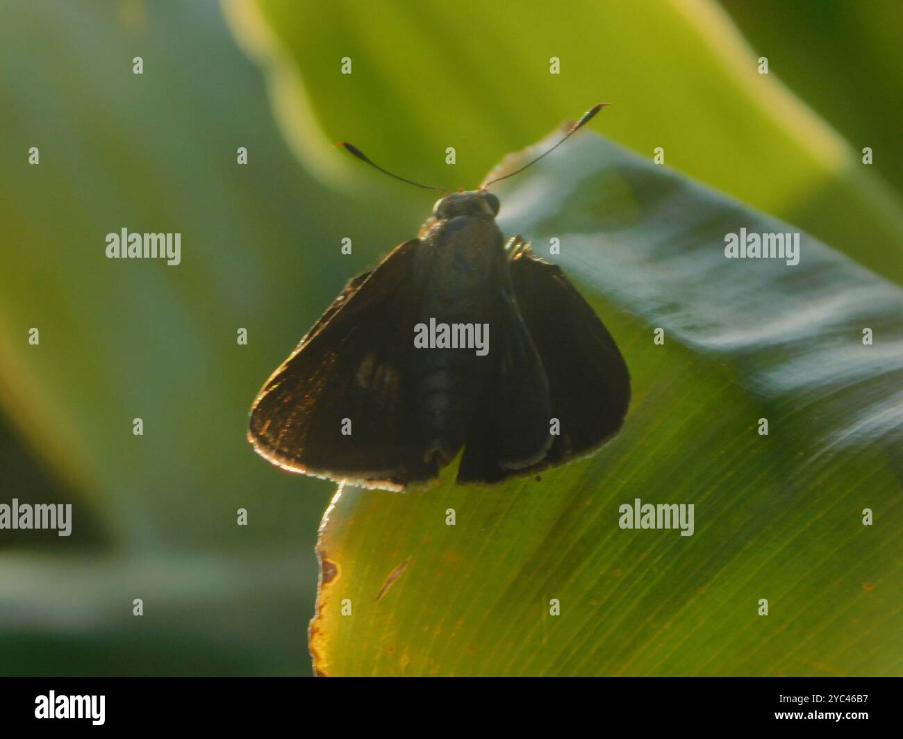 Monk Skipper (Choranthus capucinus) Insecta Stock Photo - Alamy