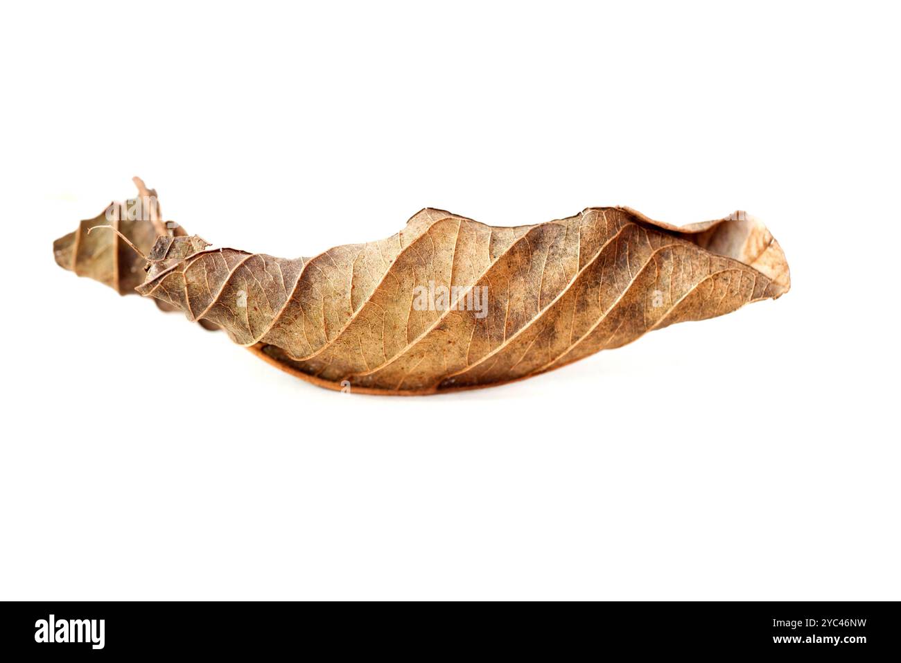 Guava leaf detail, curves, patterns  and  texture. Stock Photo