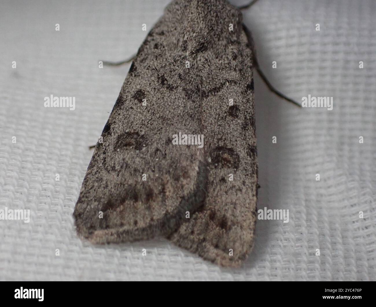 Civil Rustic Moth (Caradrina montana) Insecta Stock Photo - Alamy