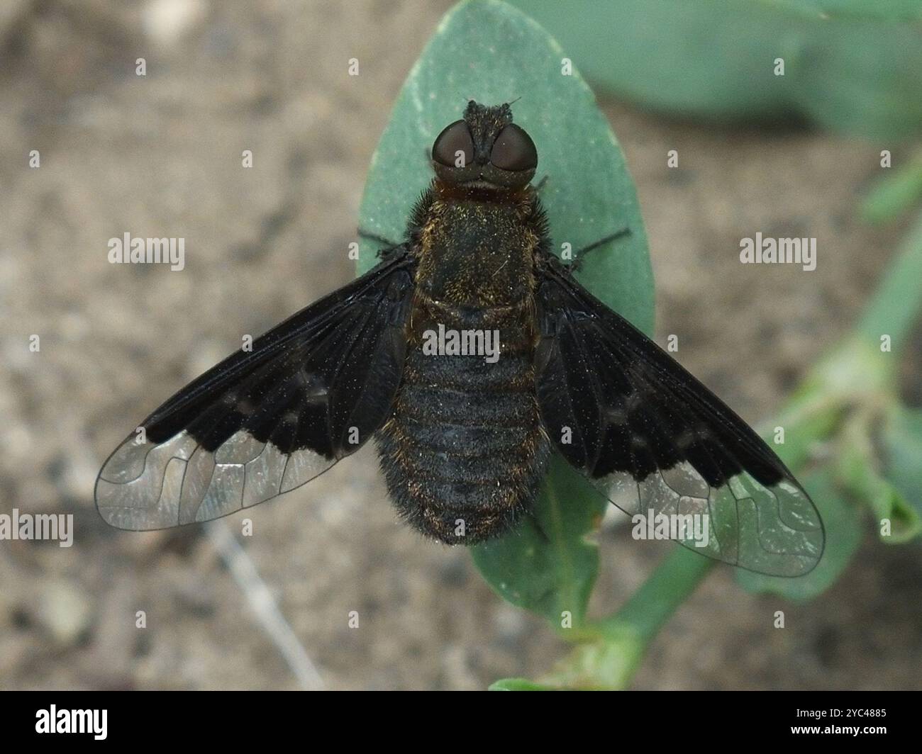 Black Banded Bee Fly (Hemipenthes morio) Insecta Stock Photo - Alamy