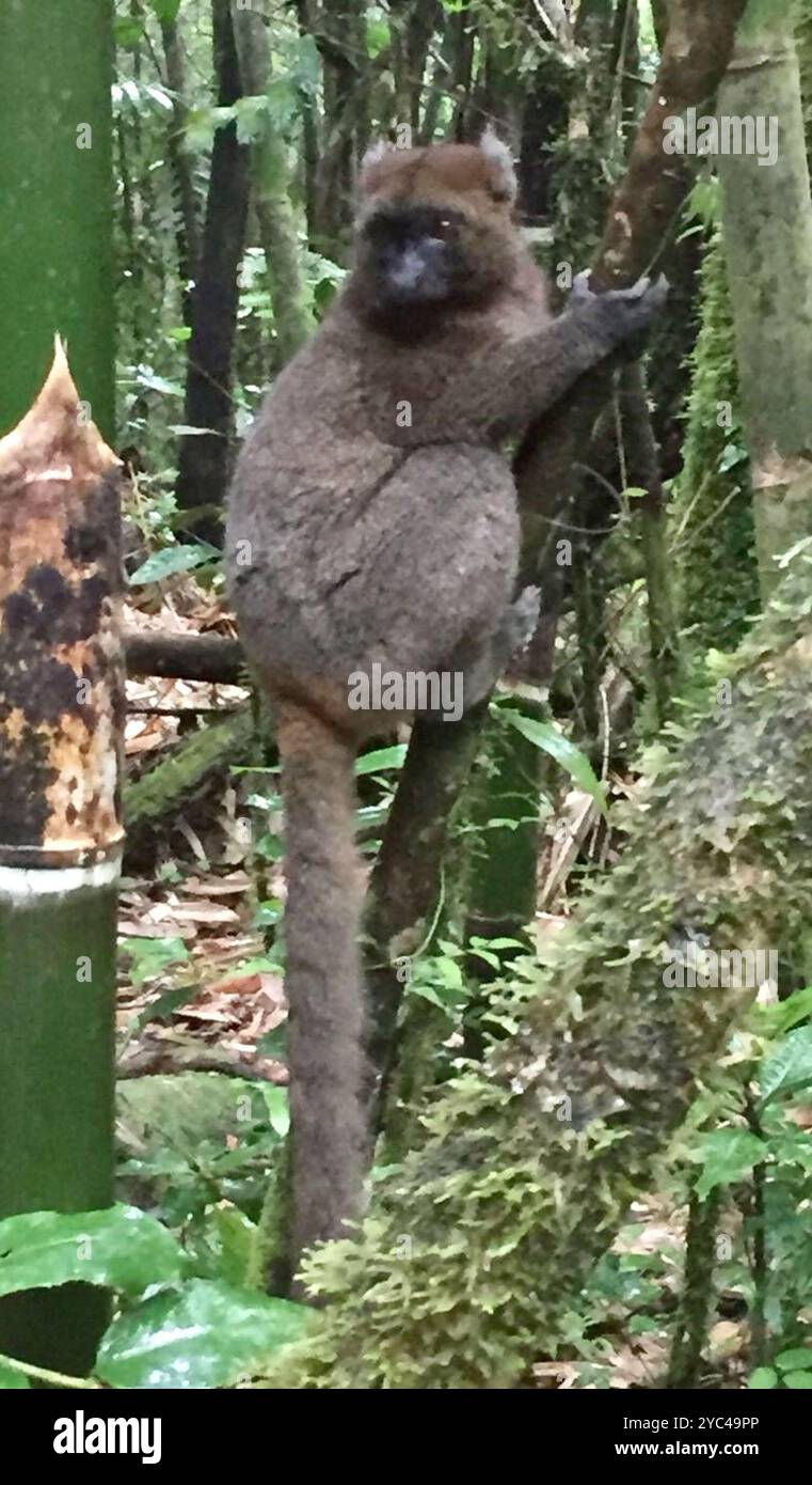Prolemur Greater Bamboo Lemur (Prolemur simus) Mammalia Stock Photo - Alamy