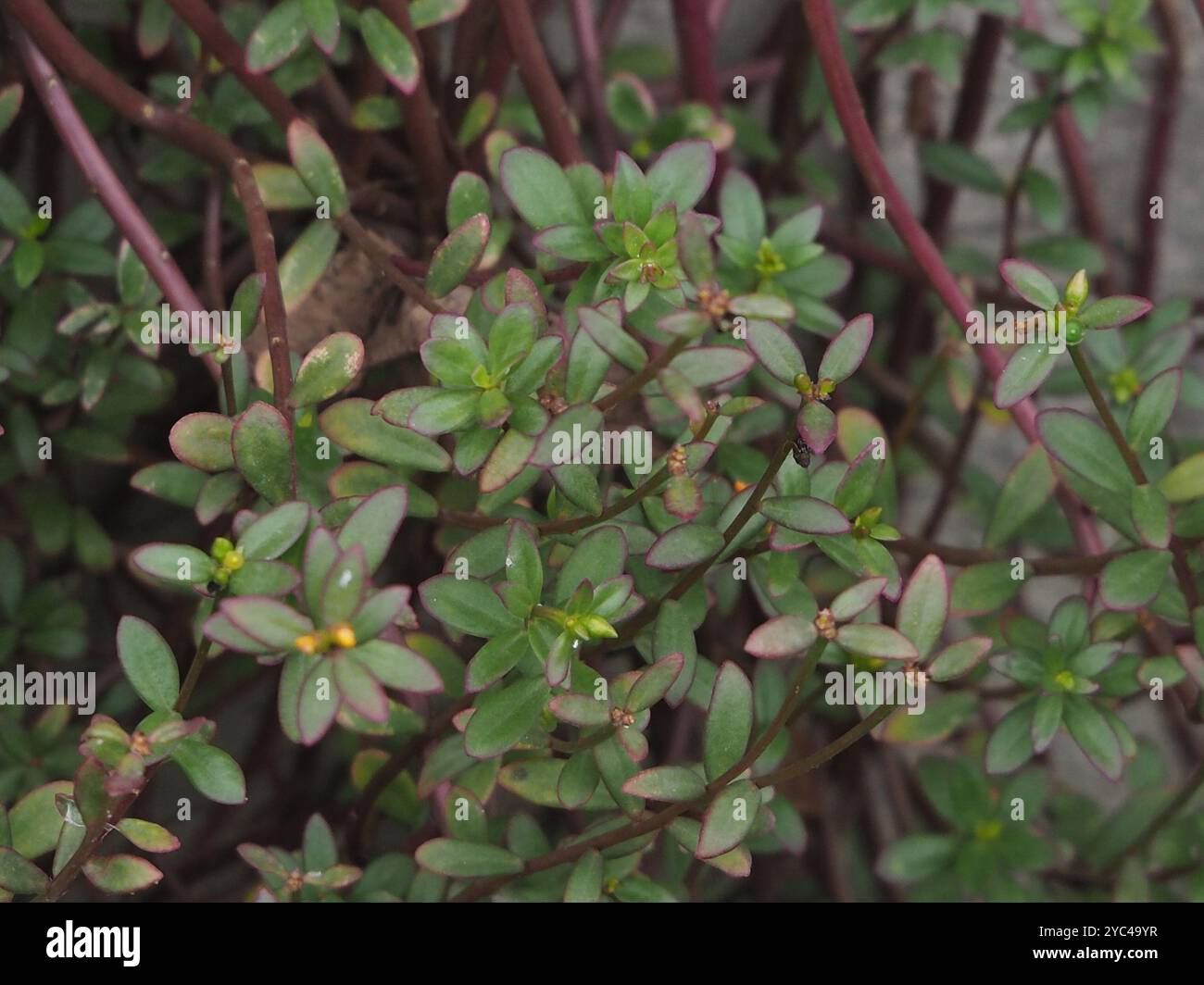 wingpod purslane (Portulaca umbraticola) Plantae Stock Photo - Alamy