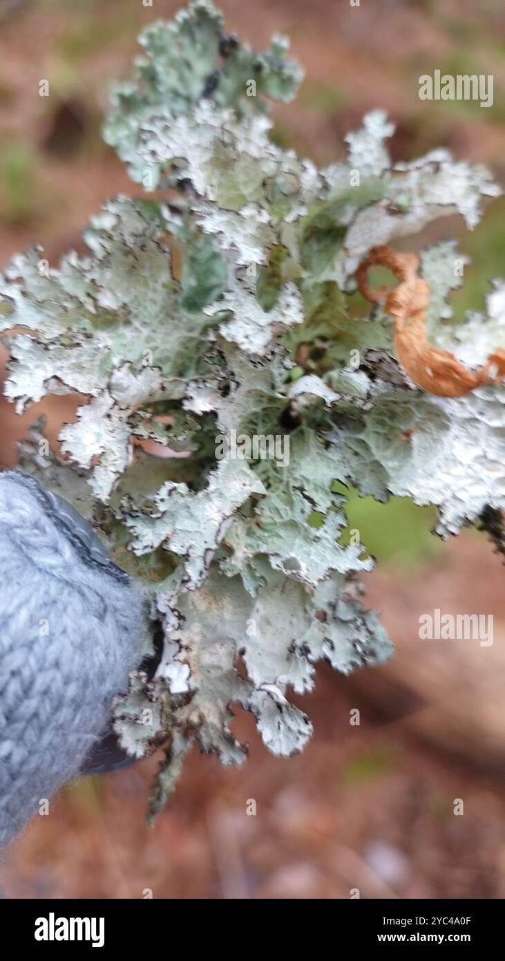Crumpled rag lichen hi-res stock photography and images - Alamy
