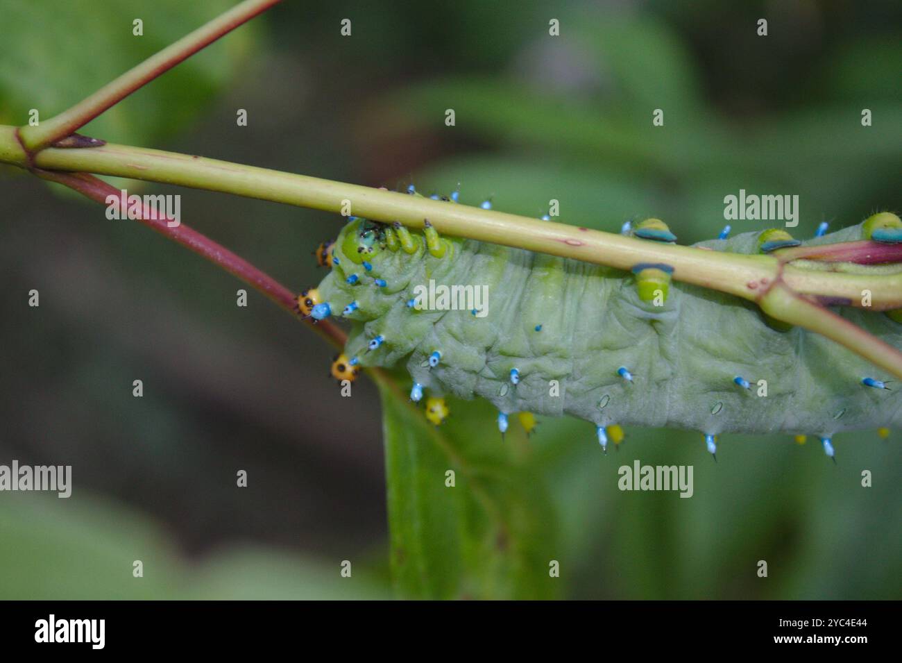 Cecropia Moth (Hyalophora cecropia) Insecta Stock Photo - Alamy