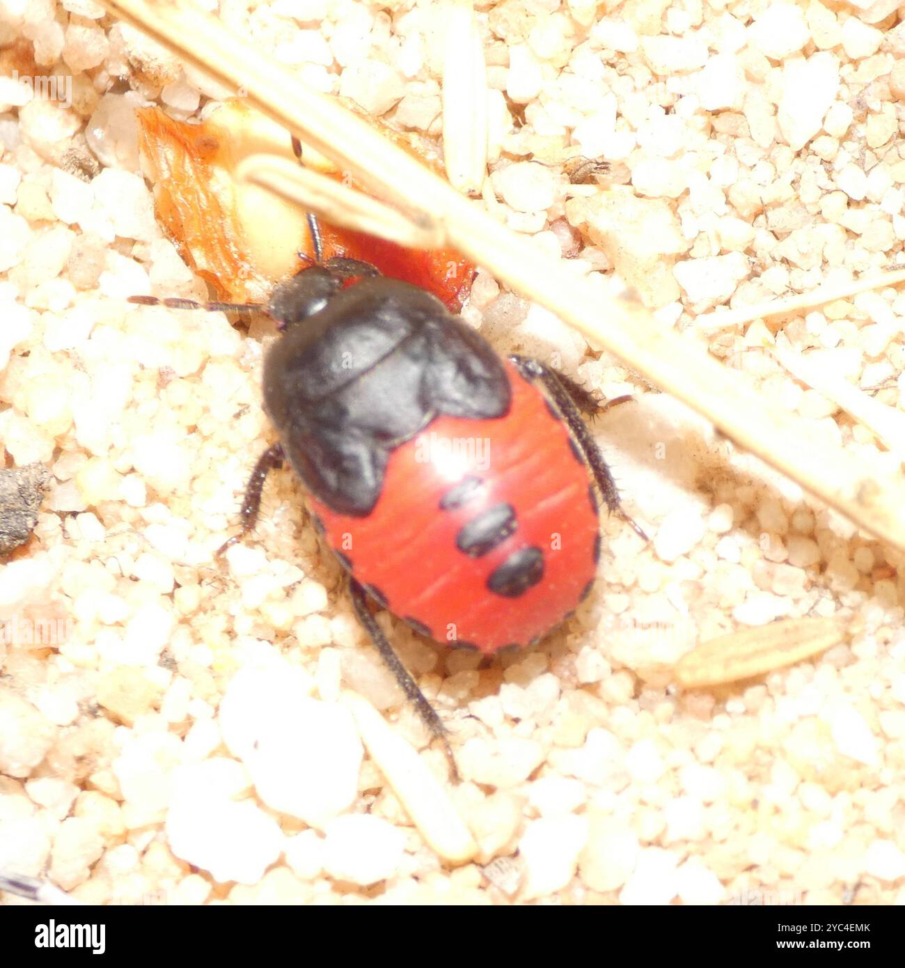 Flying Burrowing Insects Cydnidae hi-res stock photography and images - Alamy