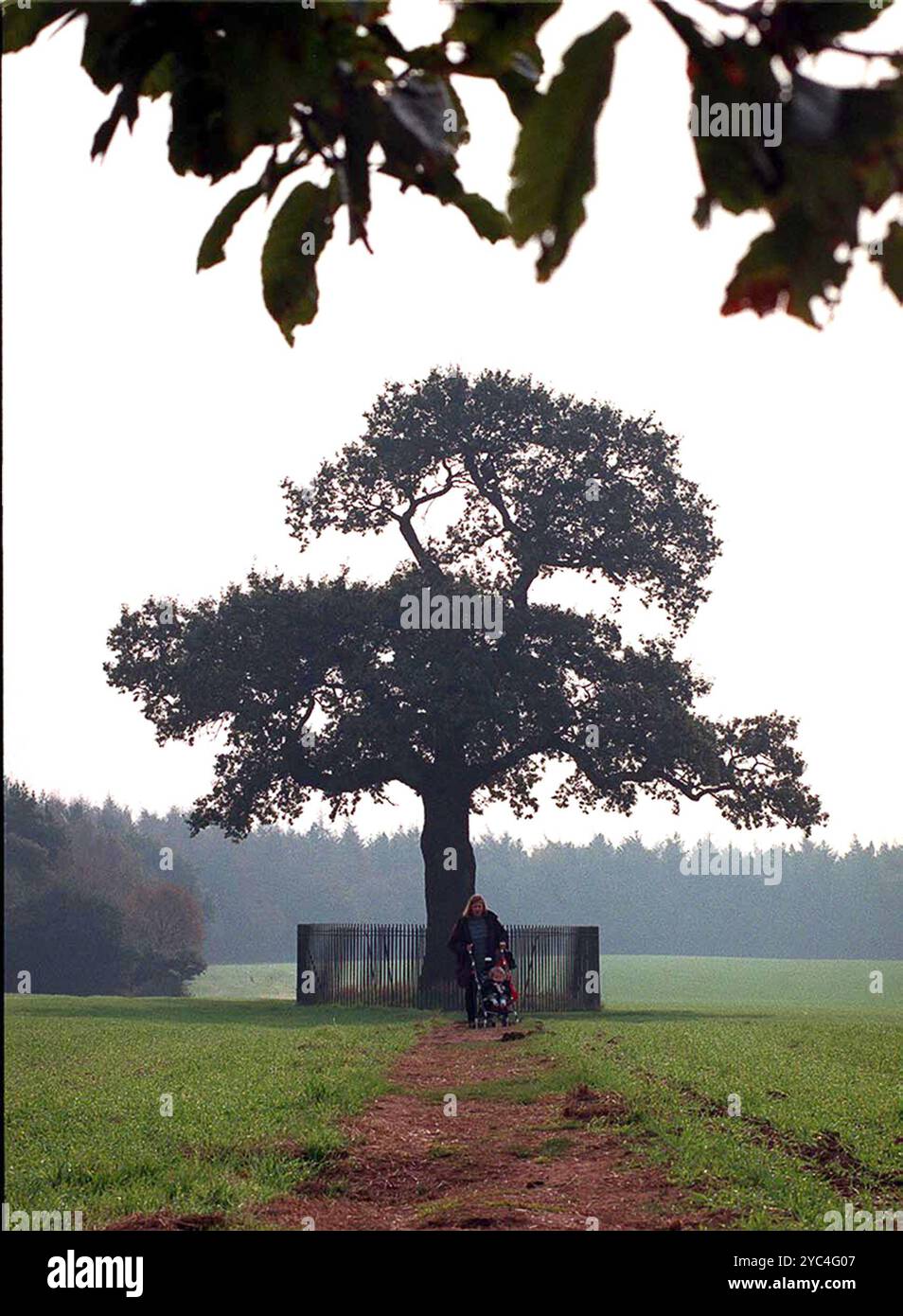 The famous Royal Oak Tree at Boscobel House in Staffordshire England Uk ...
