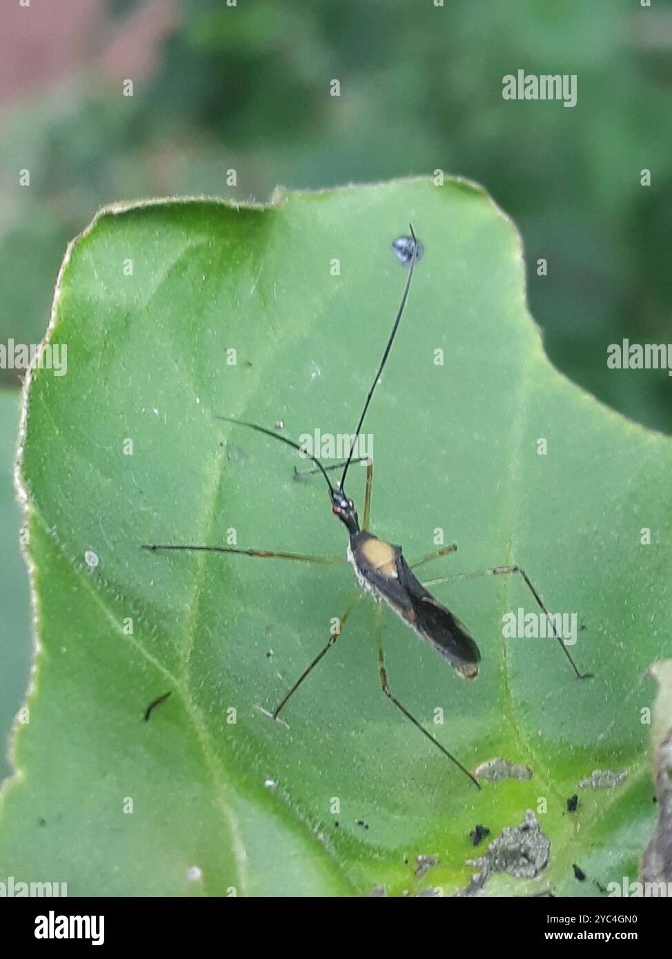 (Zelus illotus) Insecta Stock Photo - Alamy