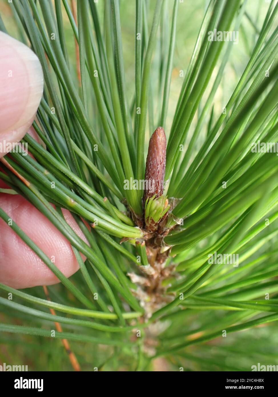 Monterey pine (Pinus radiata) Plantae Stock Photo - Alamy