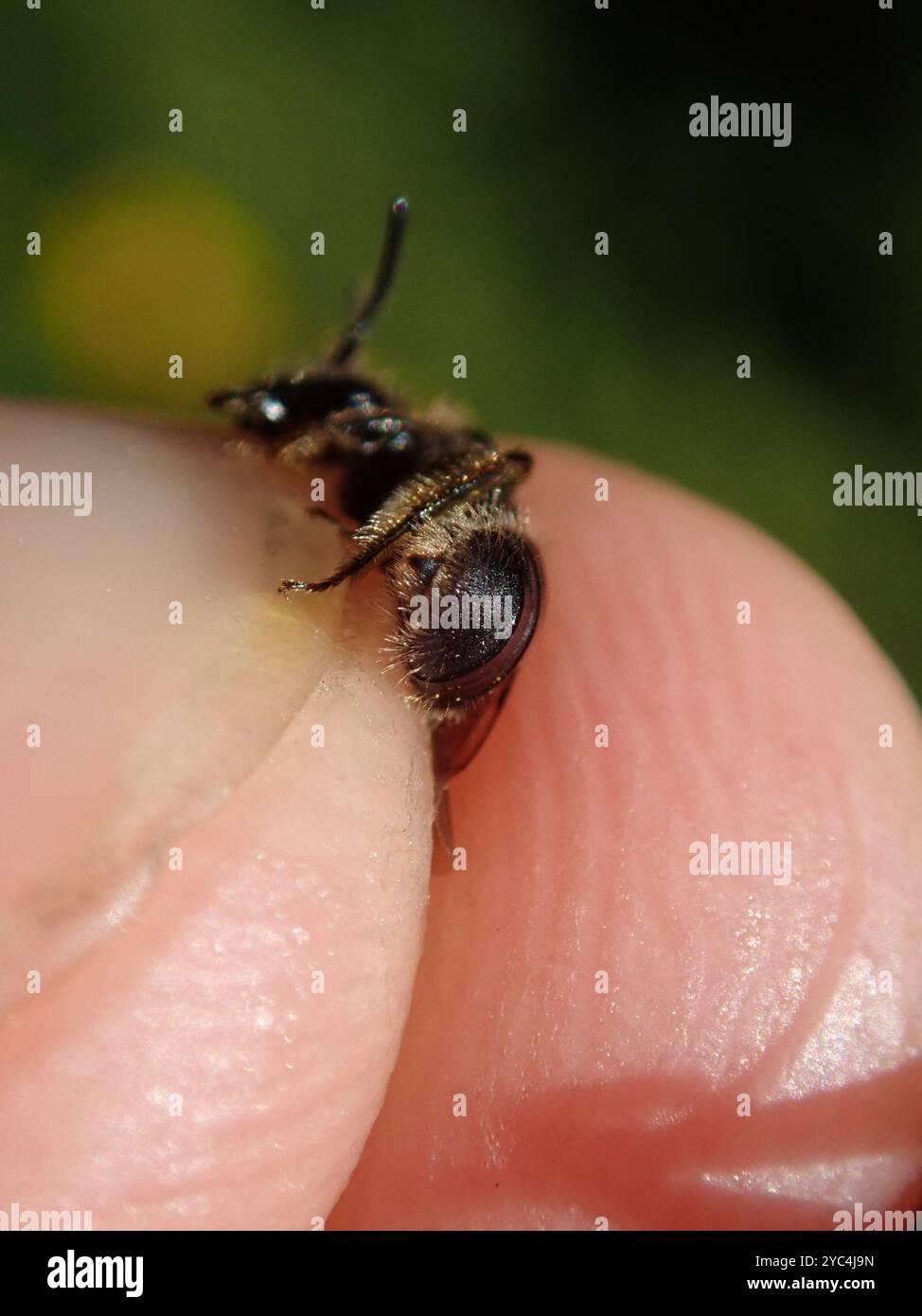 Mining Bees (Andrena) Insecta Stock Photo - Alamy