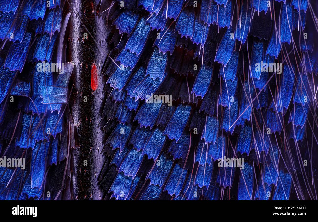 butterfly wing scales Stock Photo - Alamy