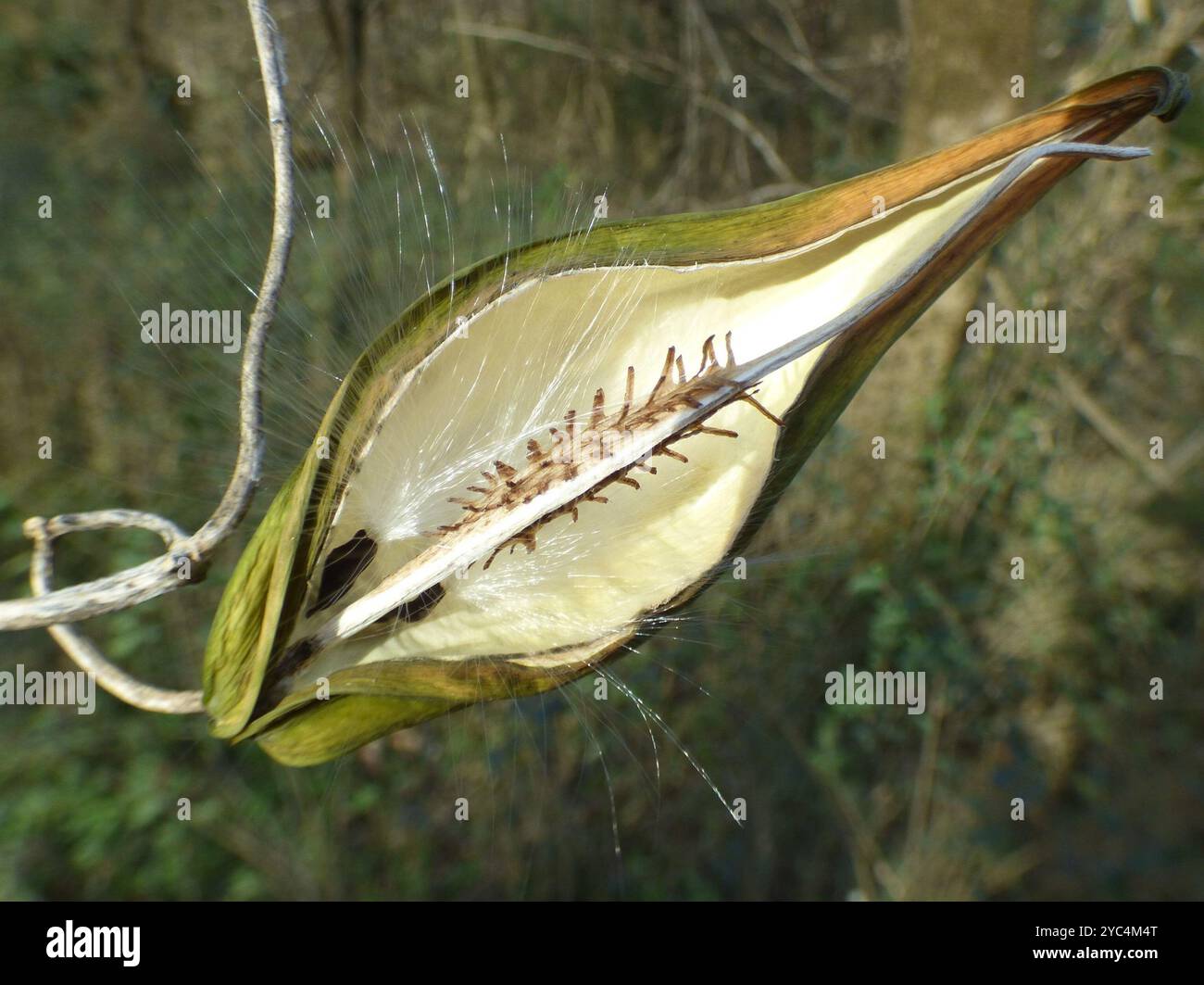 Anglepod (Gonolobus suberosus) Plantae Stock Photo - Alamy