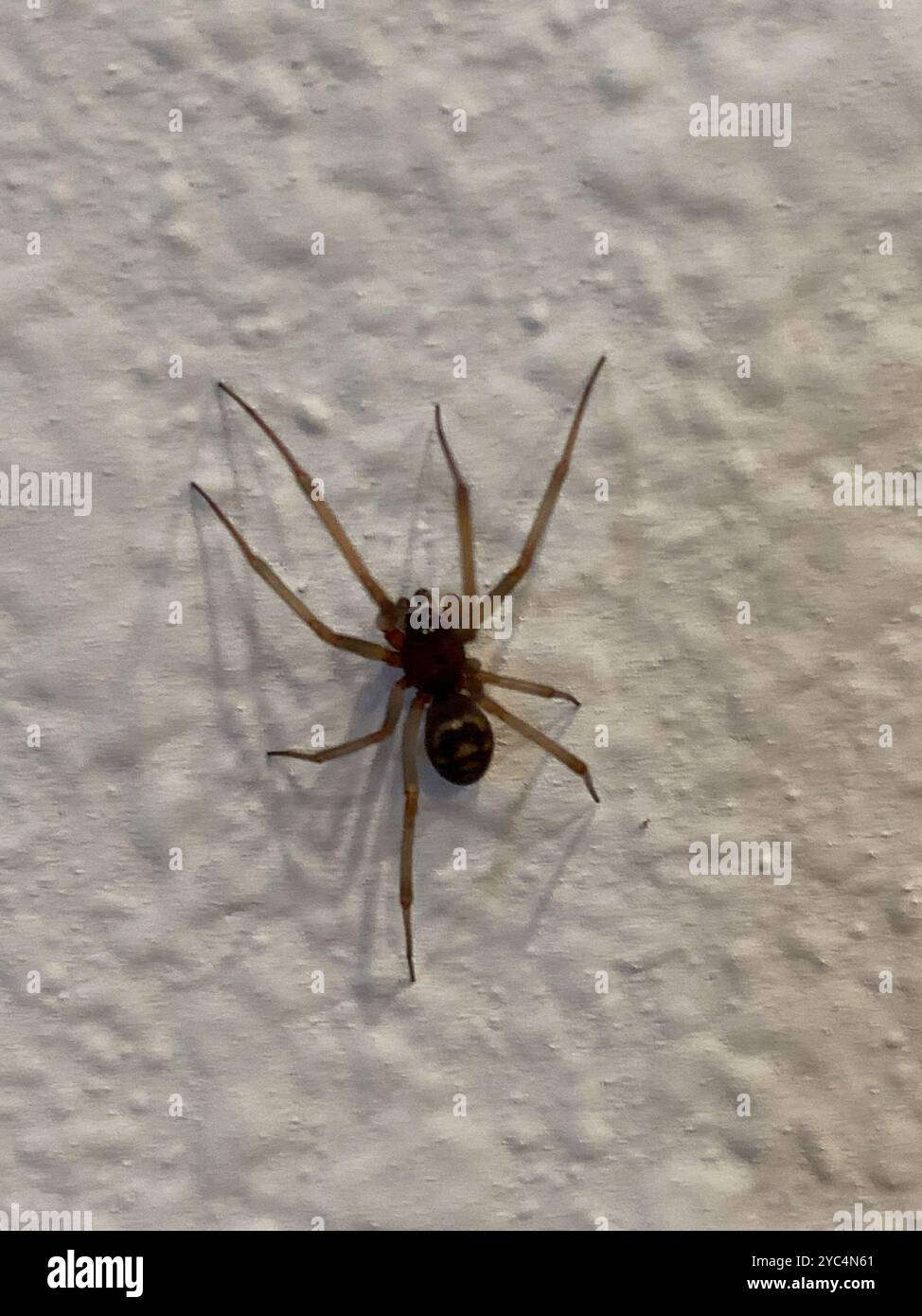 False Widow Spiders (Steatoda) Arachnida Stock Photo - Alamy