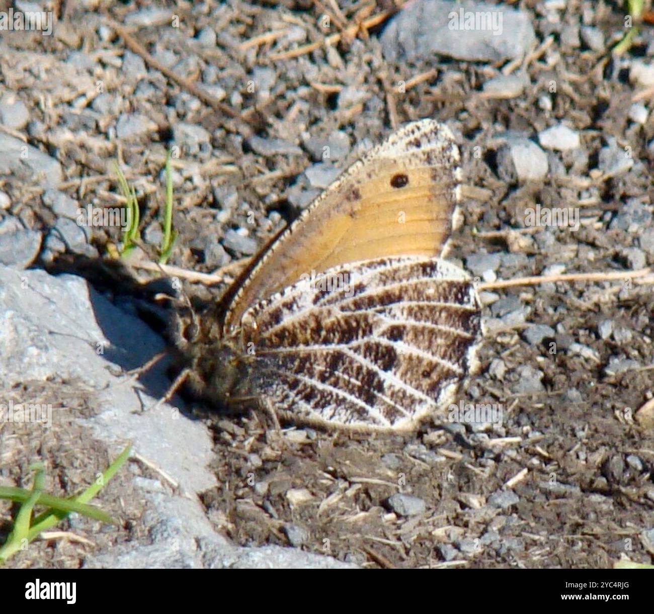 Alpine Insect Alpine grayling hi-res stock photography and images - Alamy