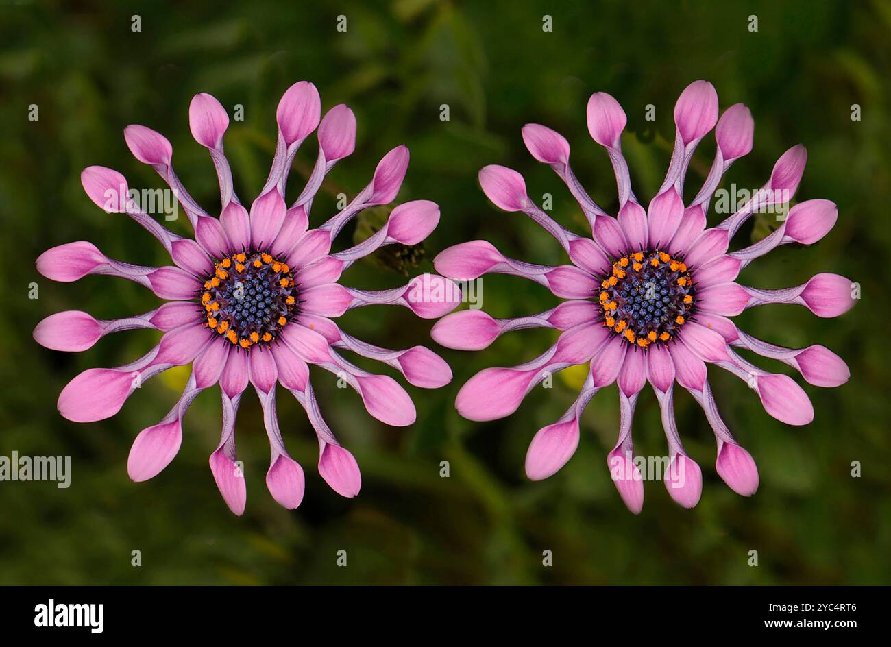 Light pink Cape Marguerite, Osteospermum esklonis, with spoon petals, A beautiful, well focussed, exotic flowers with a blurred background. Stock Photo