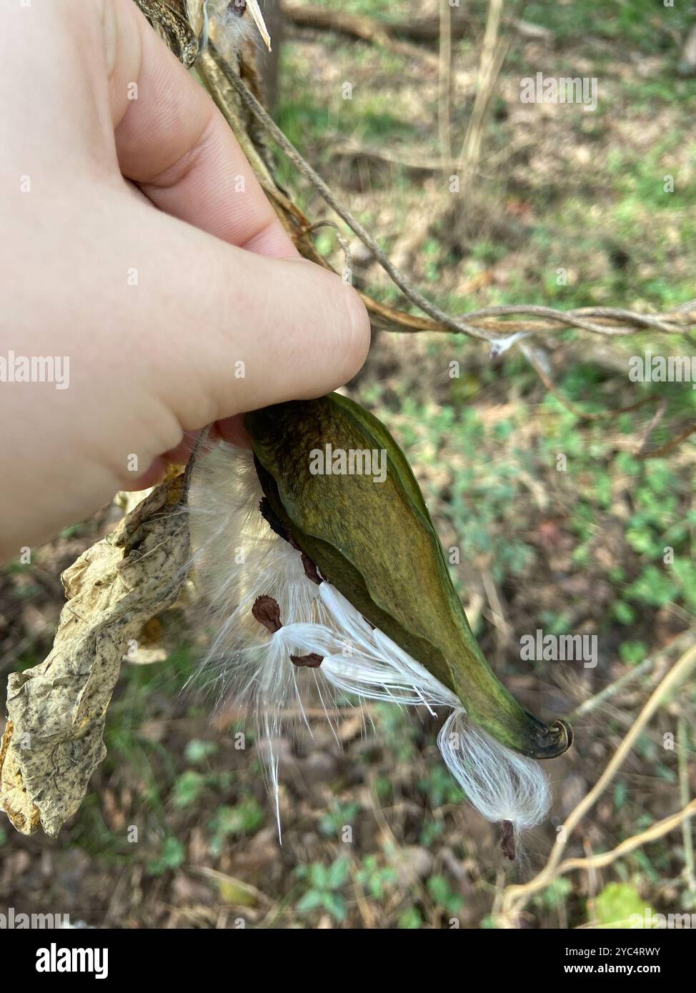 Anglepod (Gonolobus suberosus) Plantae Stock Photo - Alamy