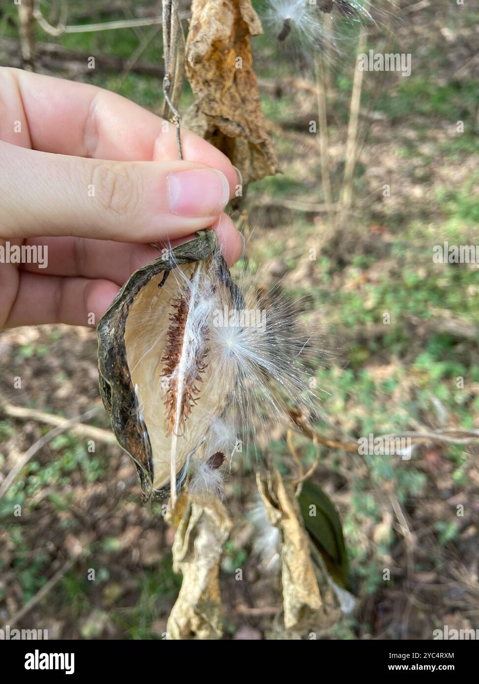Anglepod (Gonolobus suberosus) Plantae Stock Photo - Alamy
