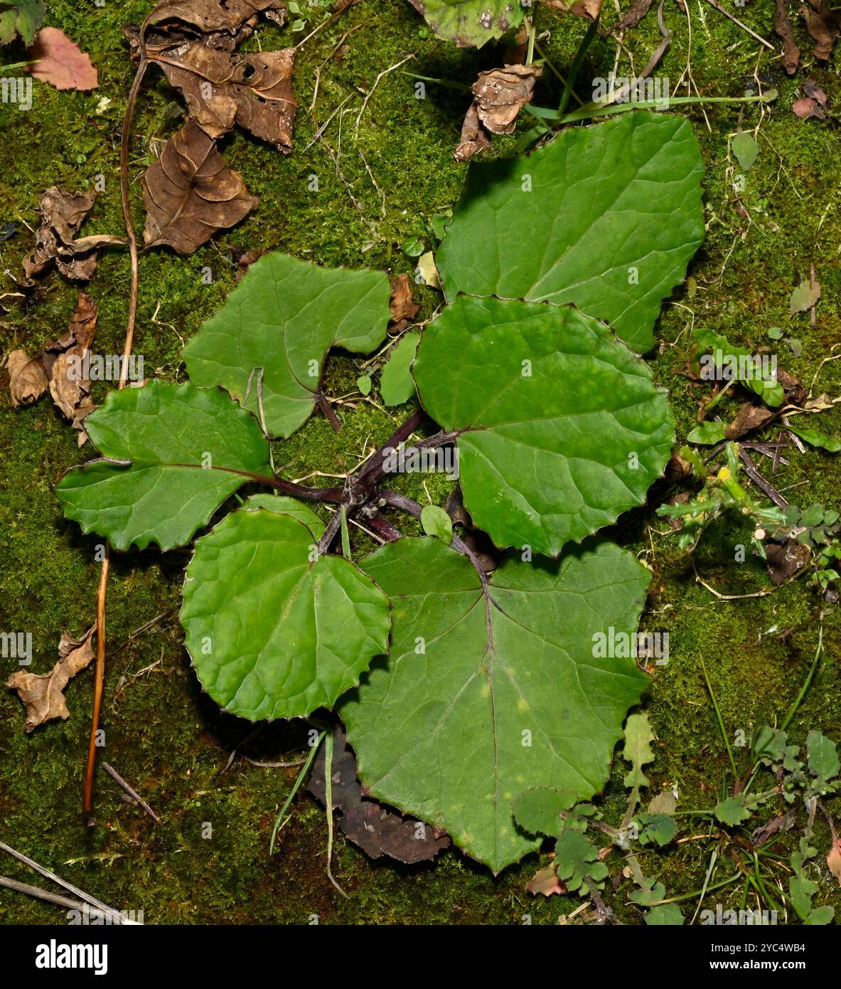 File:Coltsfoot - Tussilago farfara (39528488260).jpg - Wikimedia