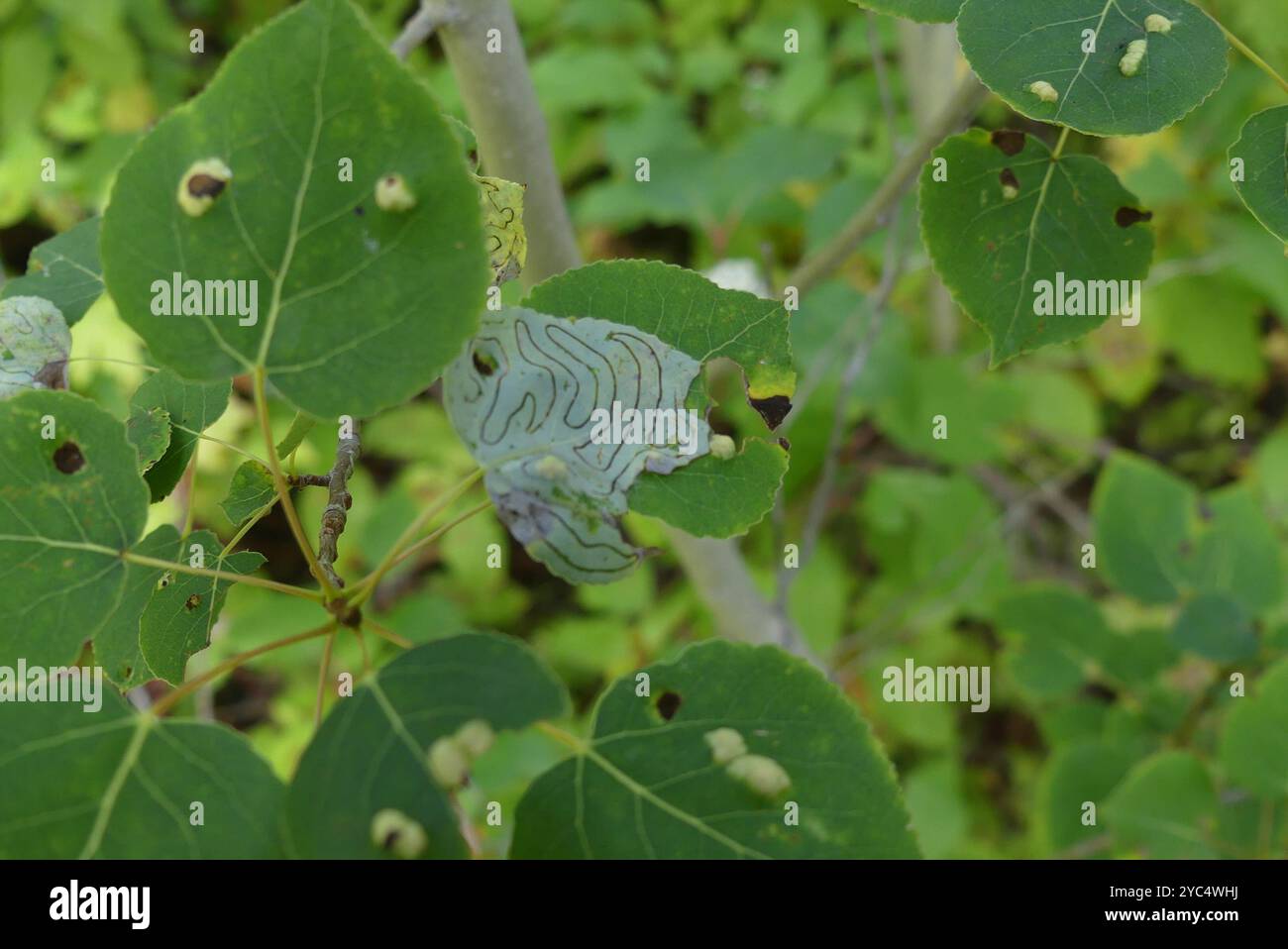 Aspen Serpentine Leafminer Moth (Phyllocnistis populiella) Insecta ...