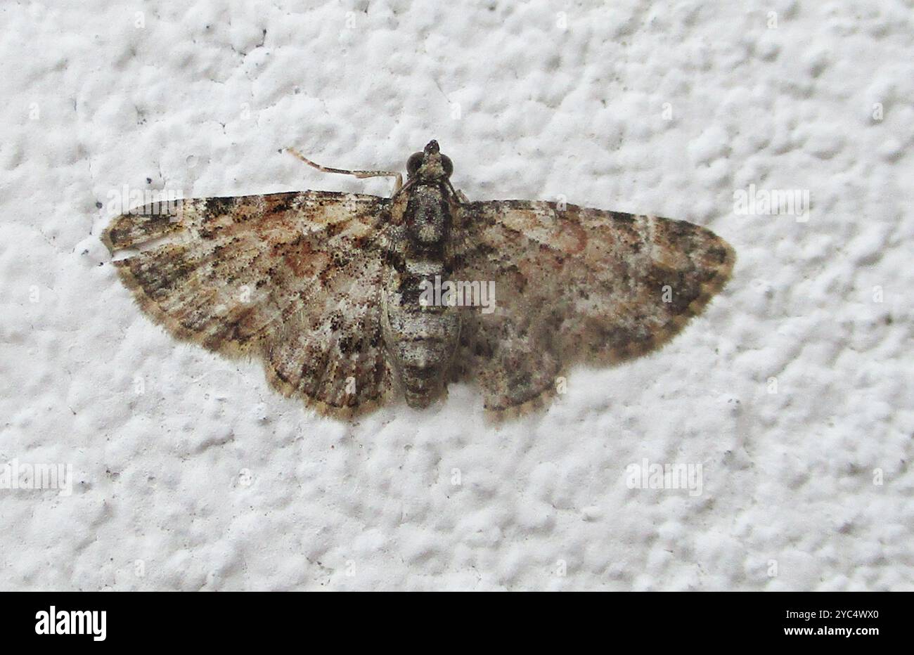 Geometer Insect Geometer Moths (Geometridae) Insecta Stock Photo - Alamy