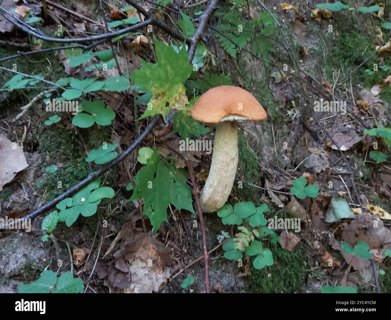 Leccinum Leucopodium Fungi Stock Photo Alamy leccinum-leucopodium-fungi-stock-photo-alamy