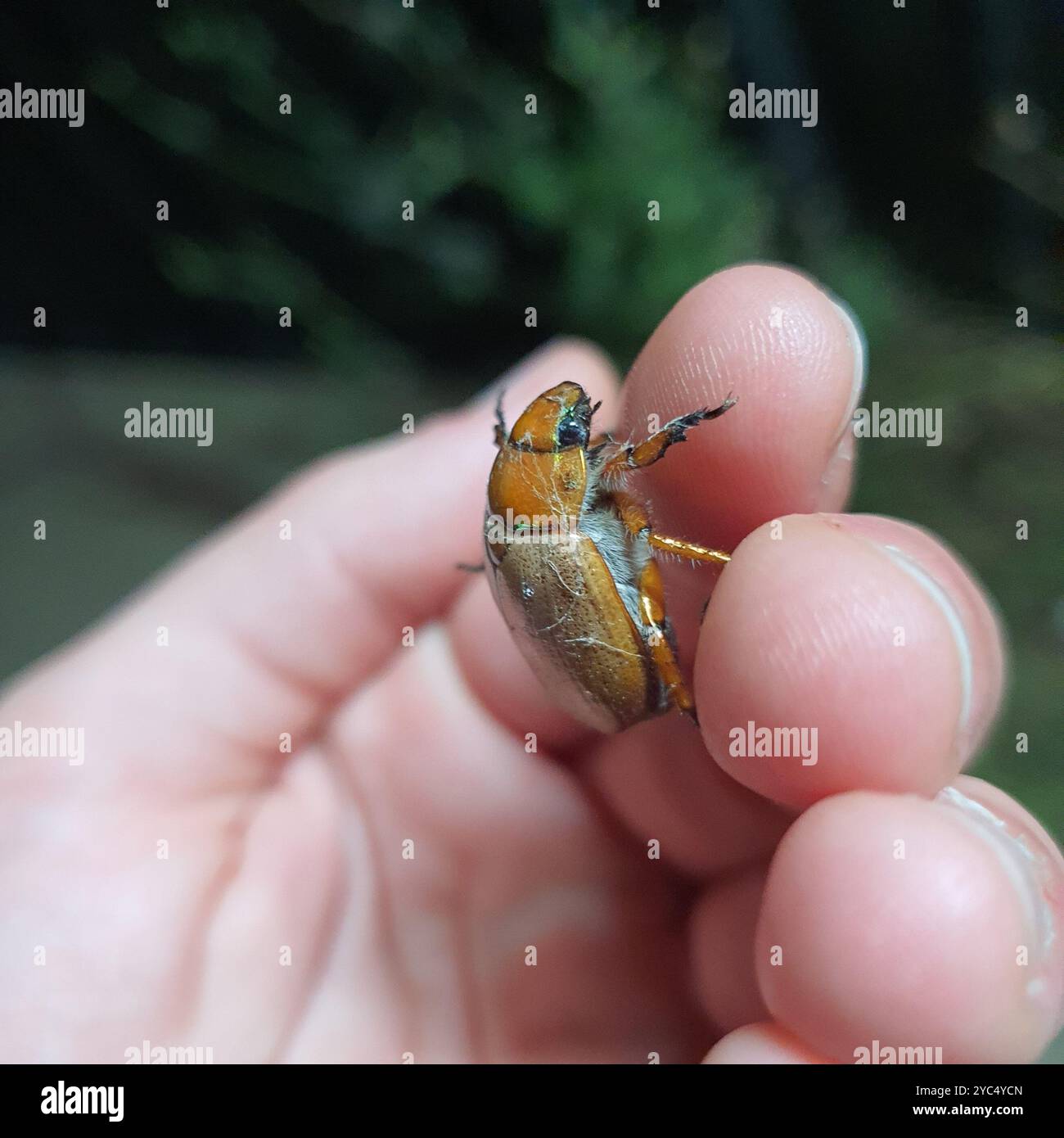 Tip Insect Emerald Tip Beetle (Anoplognathus brunnipennis) Insecta Stock Photo - Alamy
