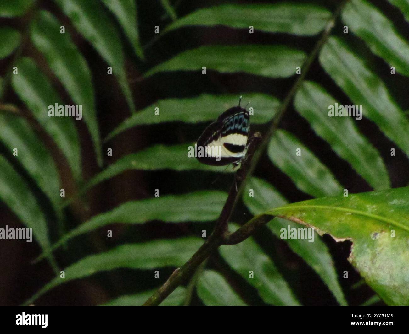 Tailed Green-banded Line Blue (Nacaduba cyanea) Insecta Stock Photo - Alamy