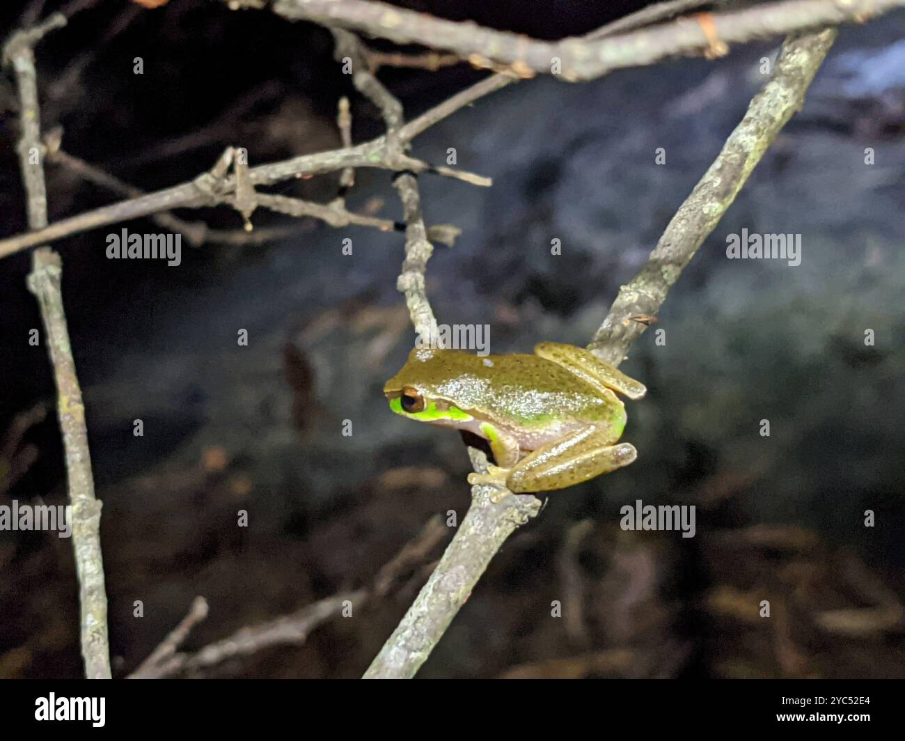 Cascade Stream Frog (Ranoidea pearsoniana) Amphibia Stock Photo