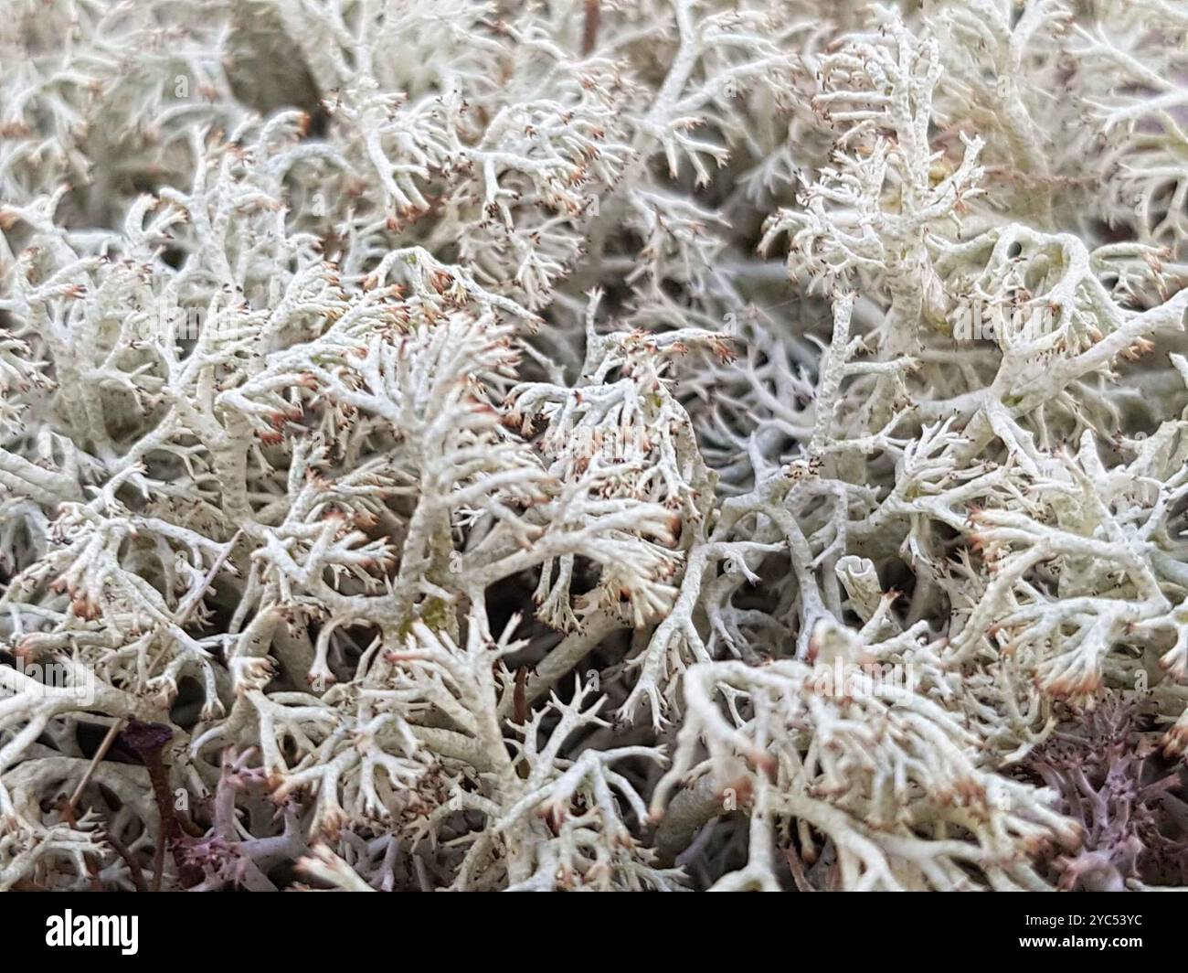 pixie cup and reindeer lichens (Cladonia) Fungi Stock Photo Alamy