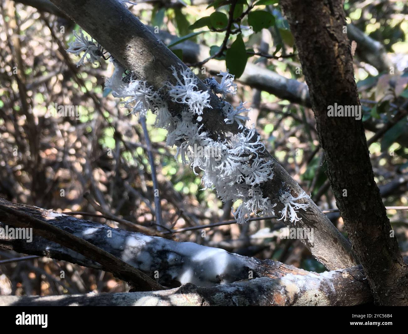 Flatida rosea hi-res stock photography and images - Alamy