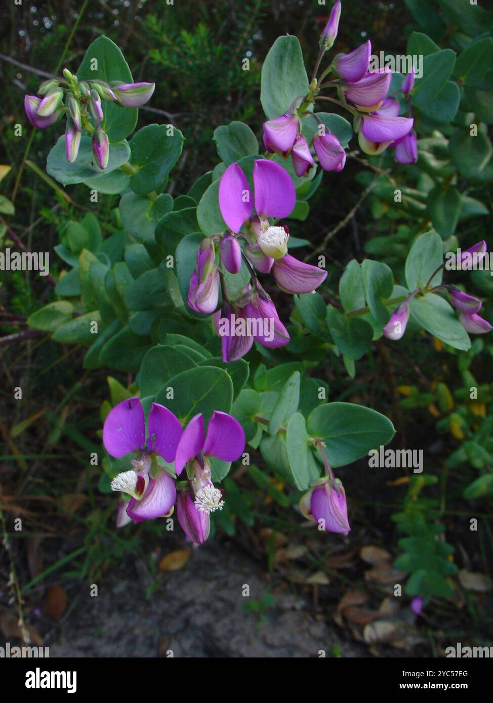 Heartleaf Falsepea (Polygala fruticosa) Plantae Stock Photo - Alamy
