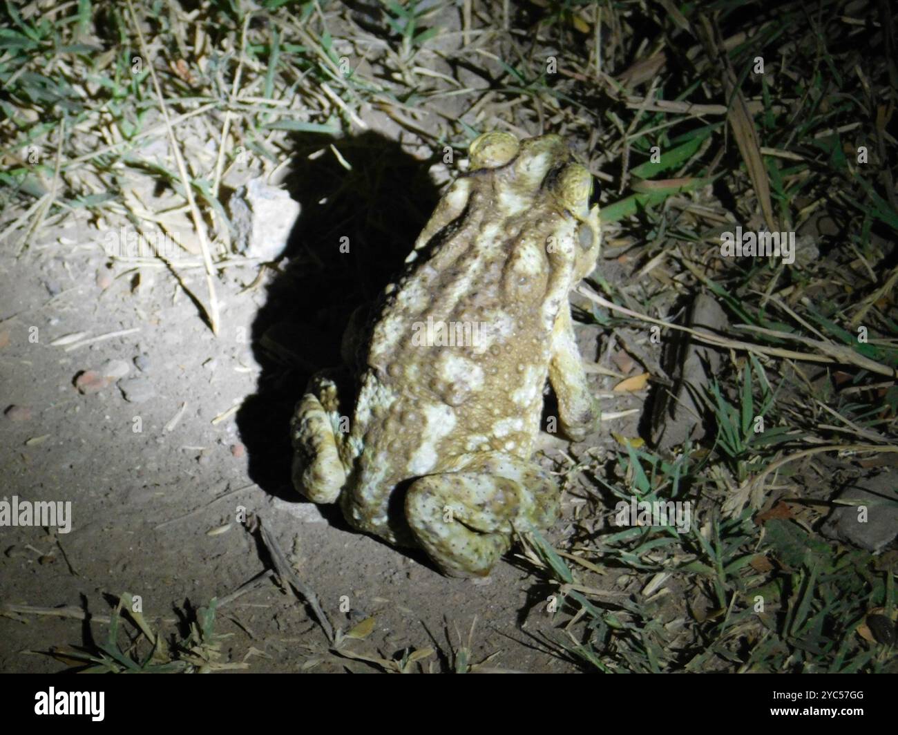 Argentine Toad (Rhinella arenarum) Amphibia Stock Photo - Alamy