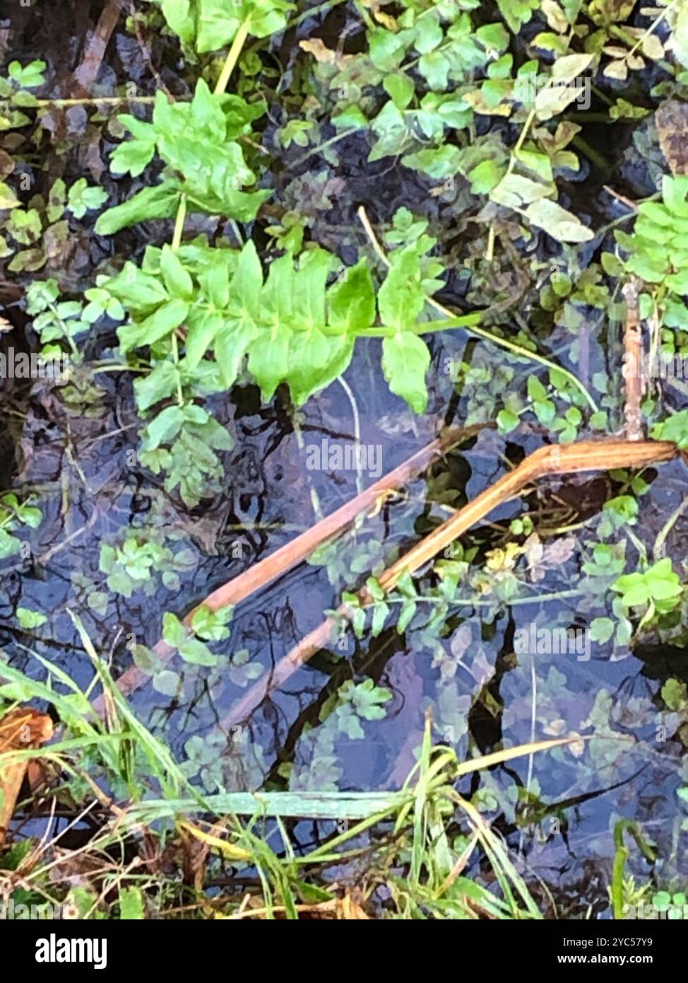 fool's watercress (Apium nodiflorum) Plantae Stock Photo