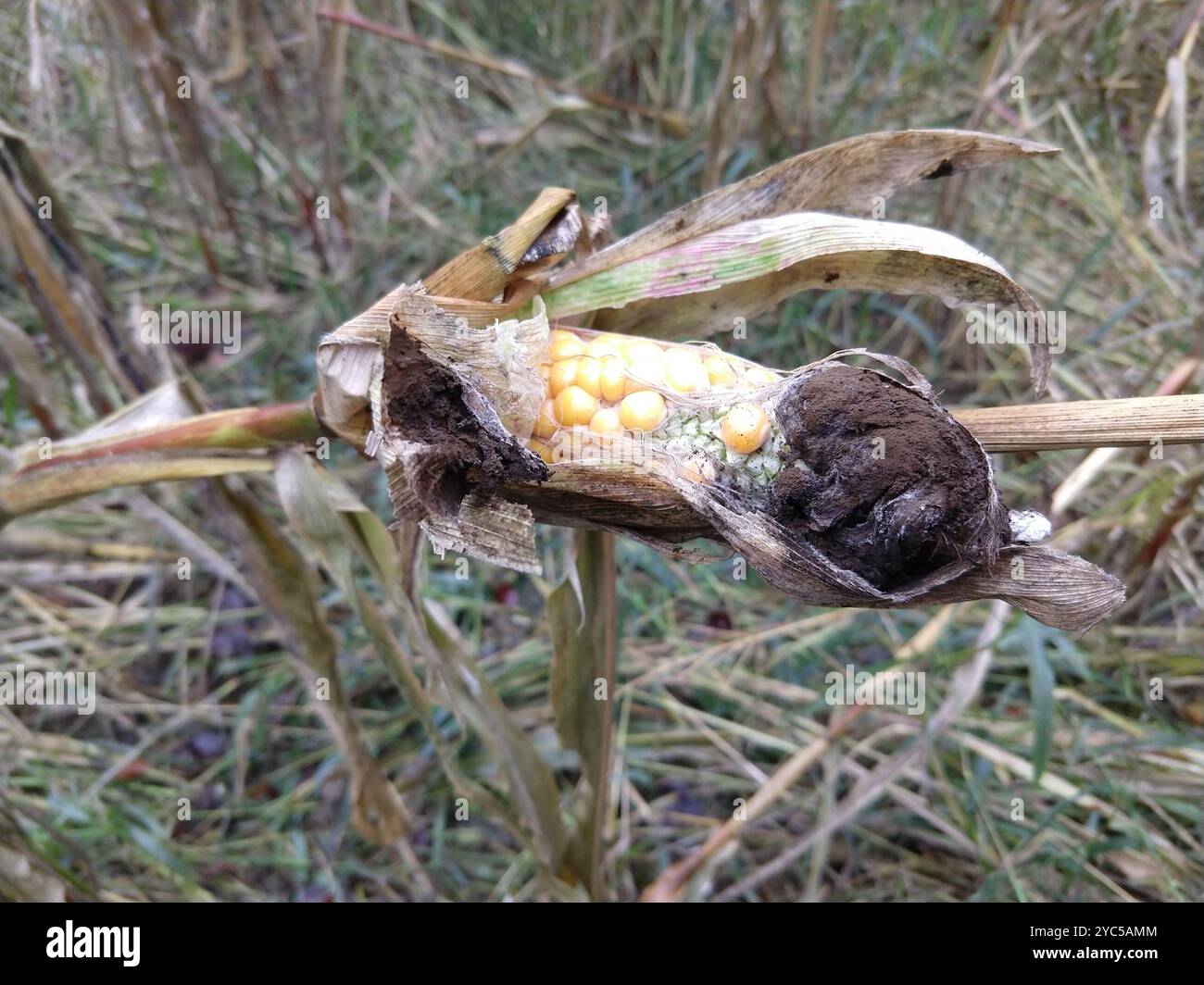 Mycosarcoma Corn Smut (Mycosarcoma maydis) Fungi Stock Photo - Alamy