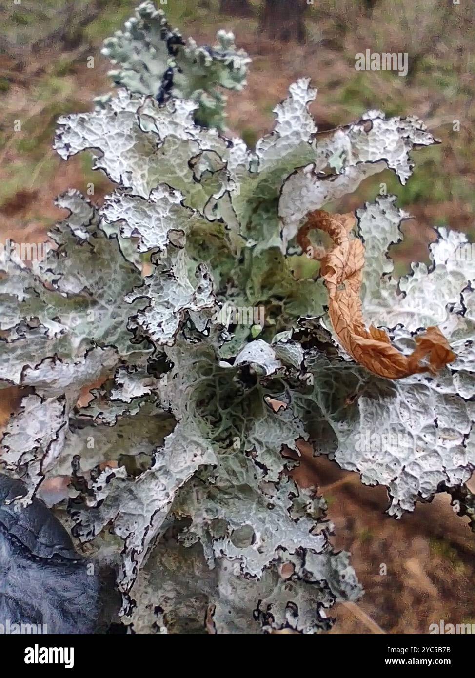 Crumpled rag lichen hi-res stock photography and images - Alamy
