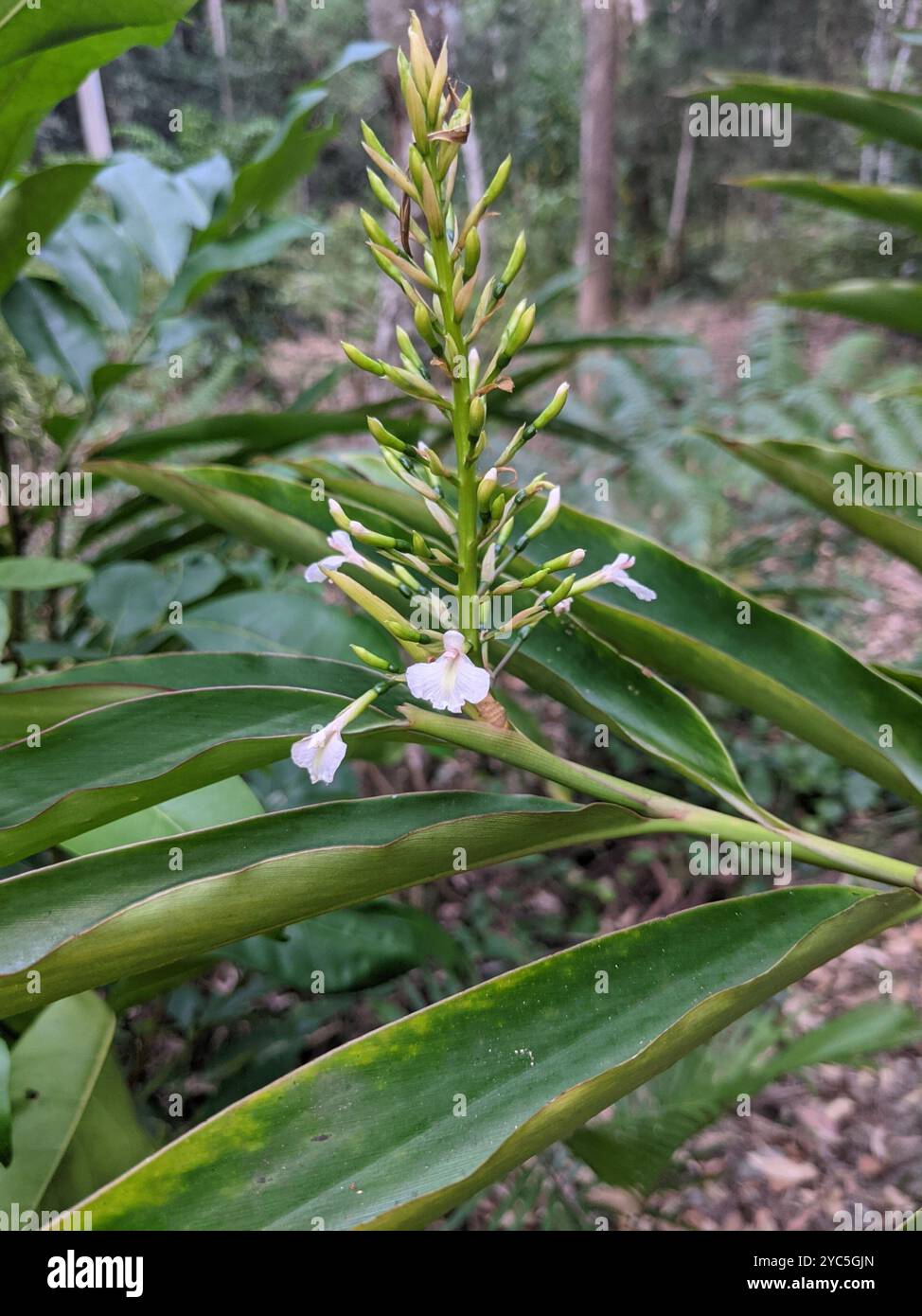 Native Ginger (Alpinia caerulea) Plantae Stock Photo - Alamy