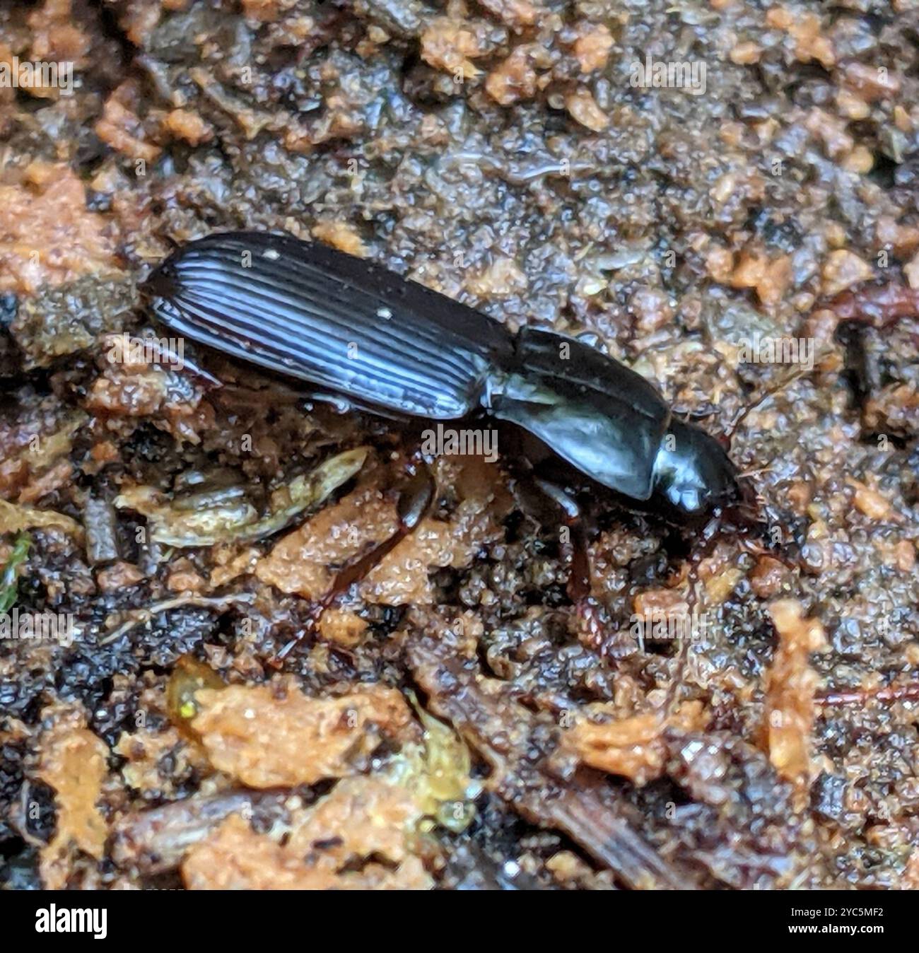 Clock Insect Blackclock Ground Beetles (Pterostichus) Insecta Stock Photo - Alamy