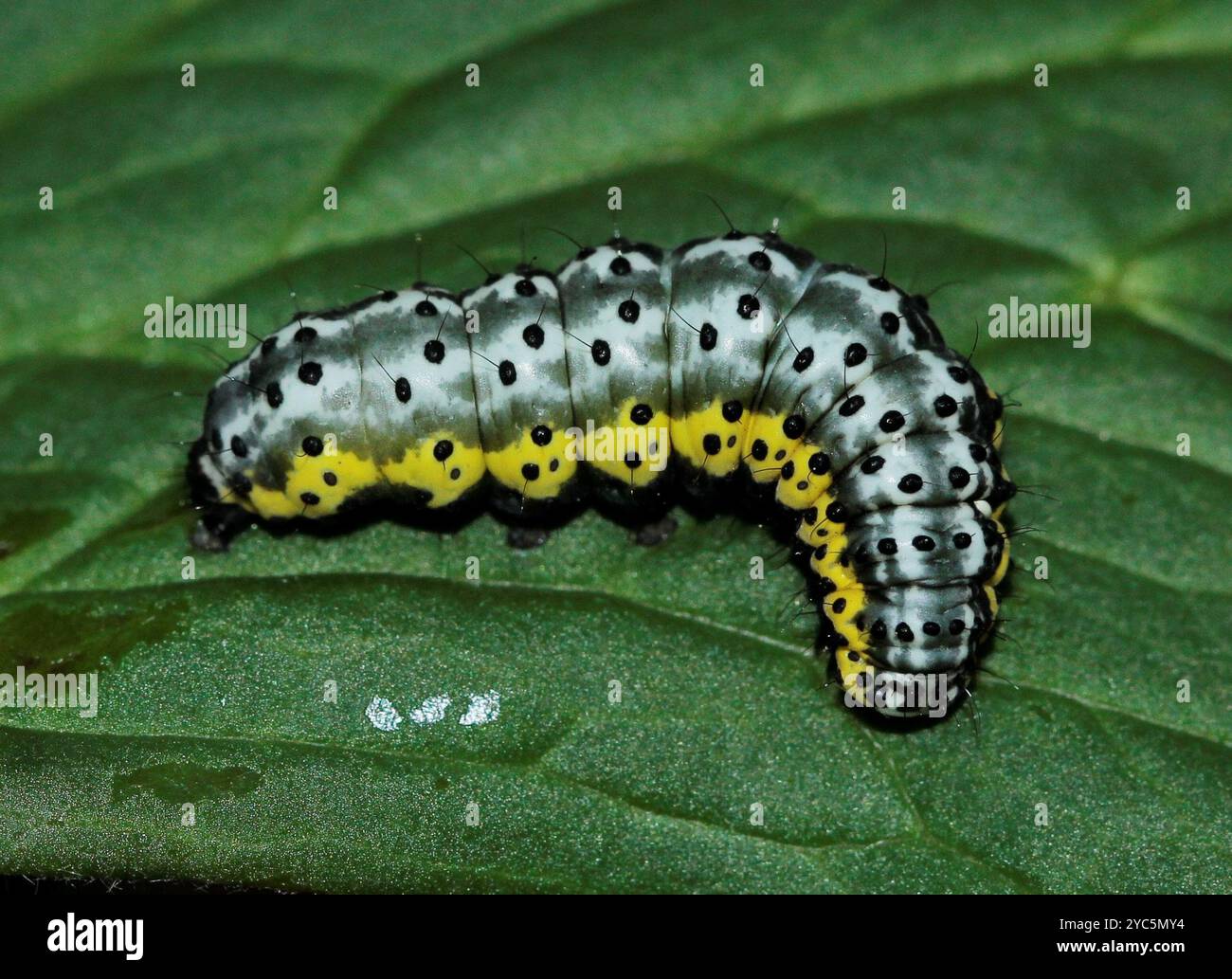Cell Shaded Insect Purple-shaded Gem (Euchalcia variabilis) Insecta Stock Photo - Alamy
